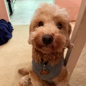 Meet your Posher, Huong